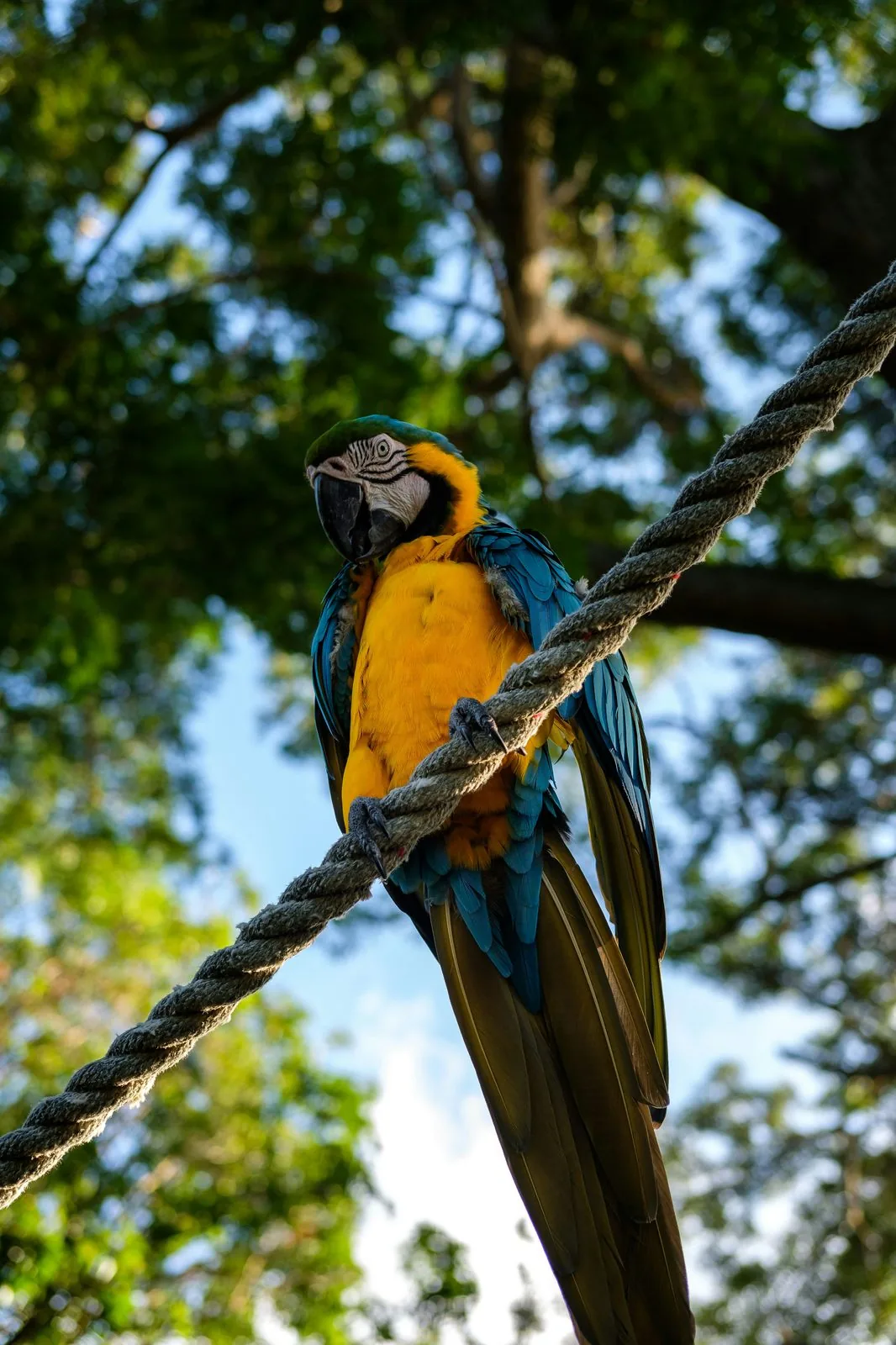 Ara bleu et jaune au Parc des Mamelles, zoo tropical de Guadeloupe