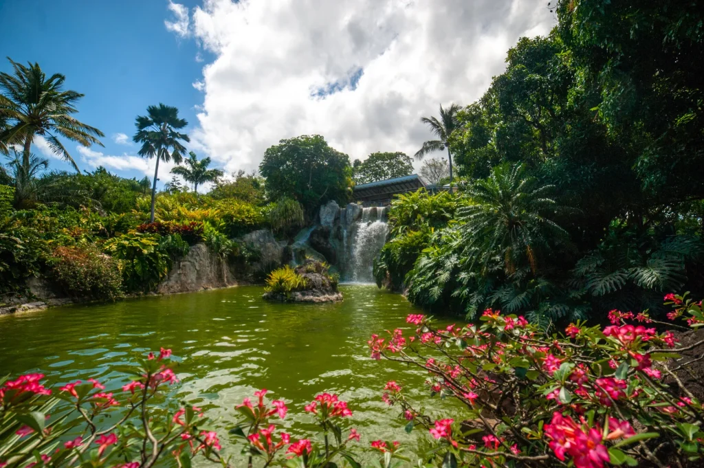 Jardin Botanique de Deshaies — étang fleuri avec végétation tropicale luxuriante, Guadeloupe