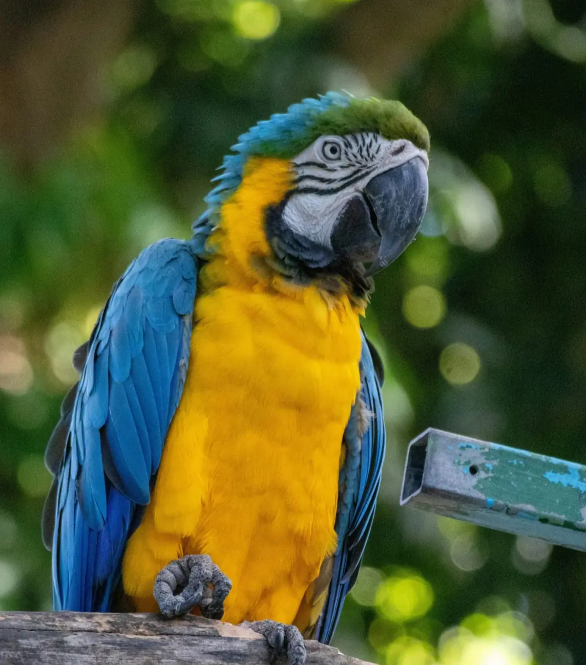 Ara bleu et jaune, emblème de la faune tropicale de Guadeloupe