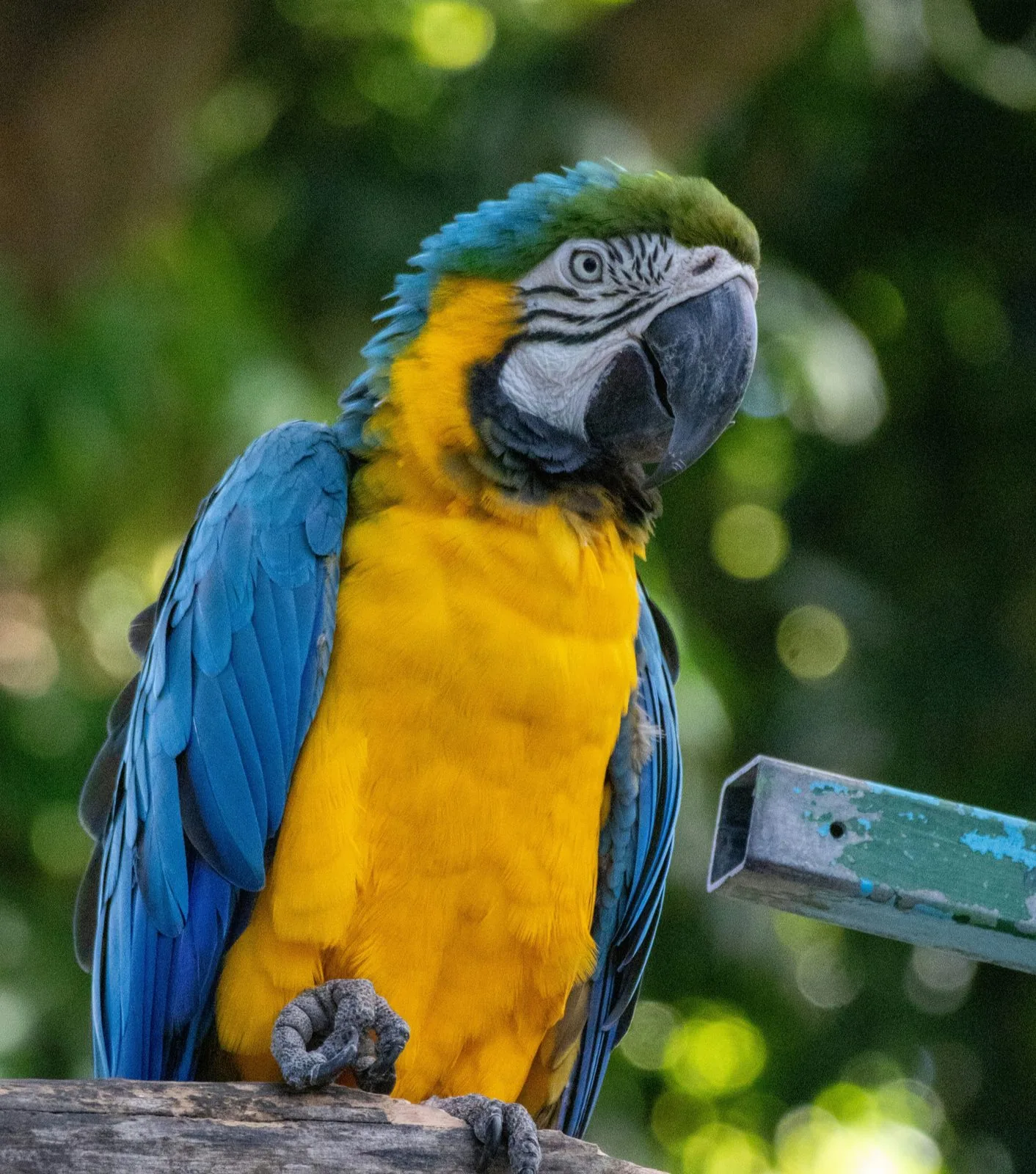 Ara bleu et jaune, emblème de la faune tropicale de Guadeloupe