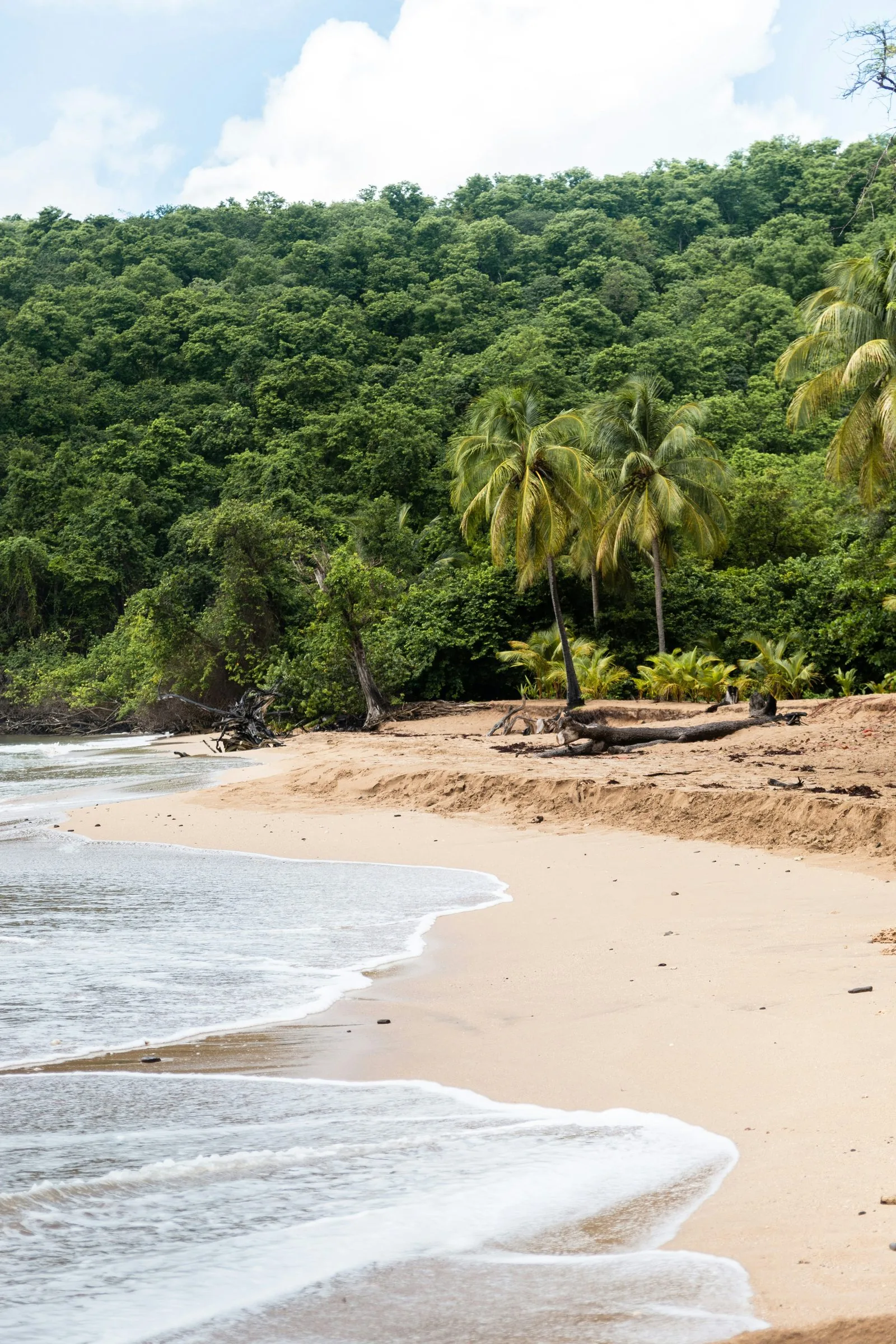 Plage de sable doré aux eaux turquoise de la côte caraïbéenne de Basse-Terre, Guadeloupe