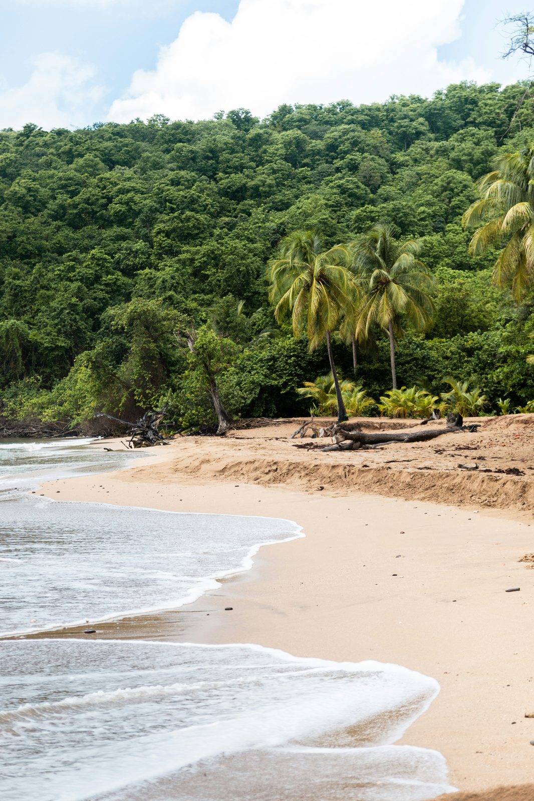 Plage sauvage avec palmiers et forêt tropicale, côte de Basse-Terre